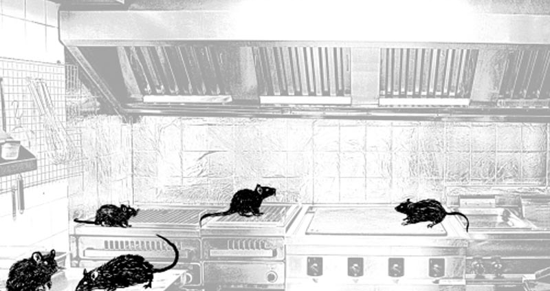 Image of rats running around a kitchen