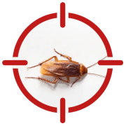 Commercial Pest Inspections