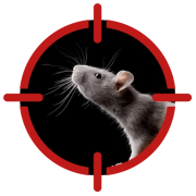 Pest Inspections
