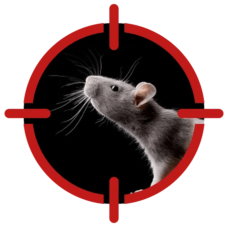 Pest Inspections