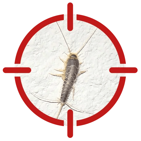 Image of a silverfish