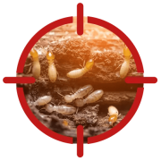 Termite Control