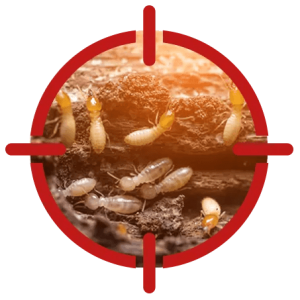 Termite Control