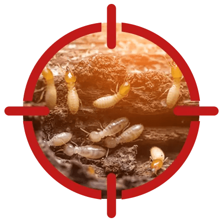 Termite Control