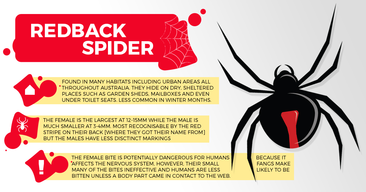 Image of redback spider infographic