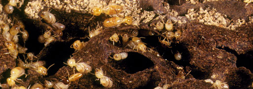 Termite Images Suburb