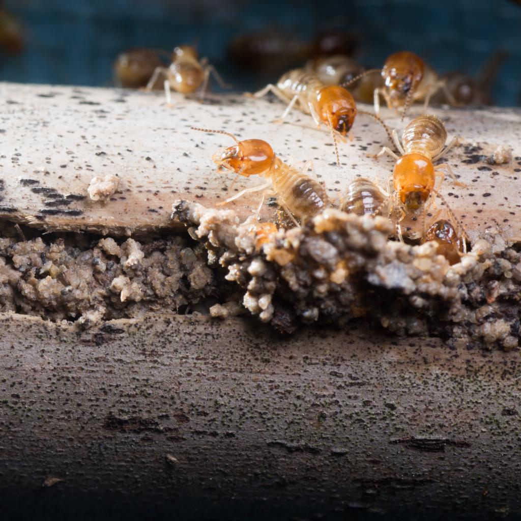 Image of termites