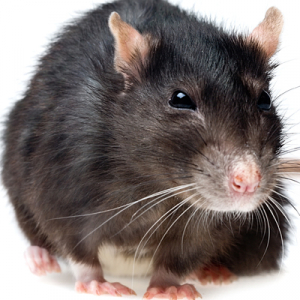 Image of Black Rat
