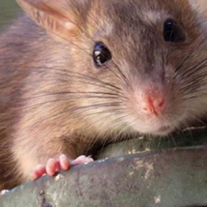 Image of brown rate