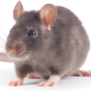Image of house rat