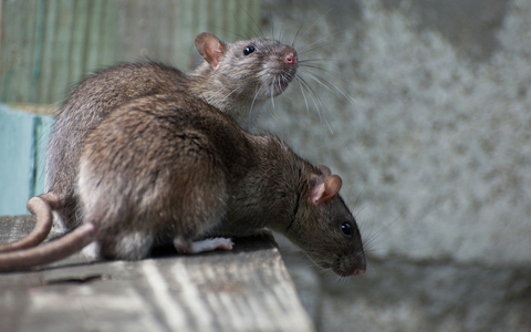 Image of rats