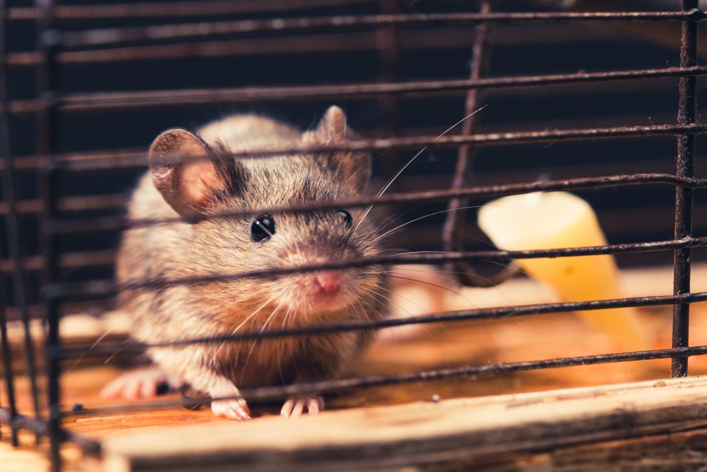 Image of a mouse