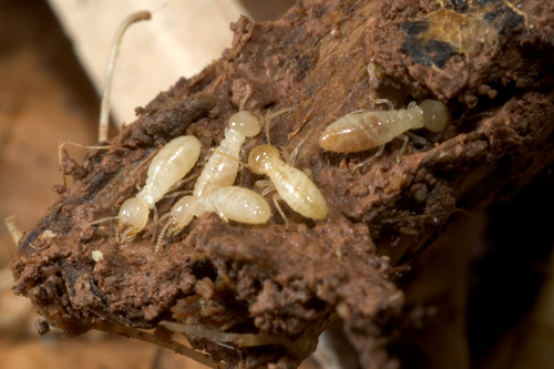 Image of termites