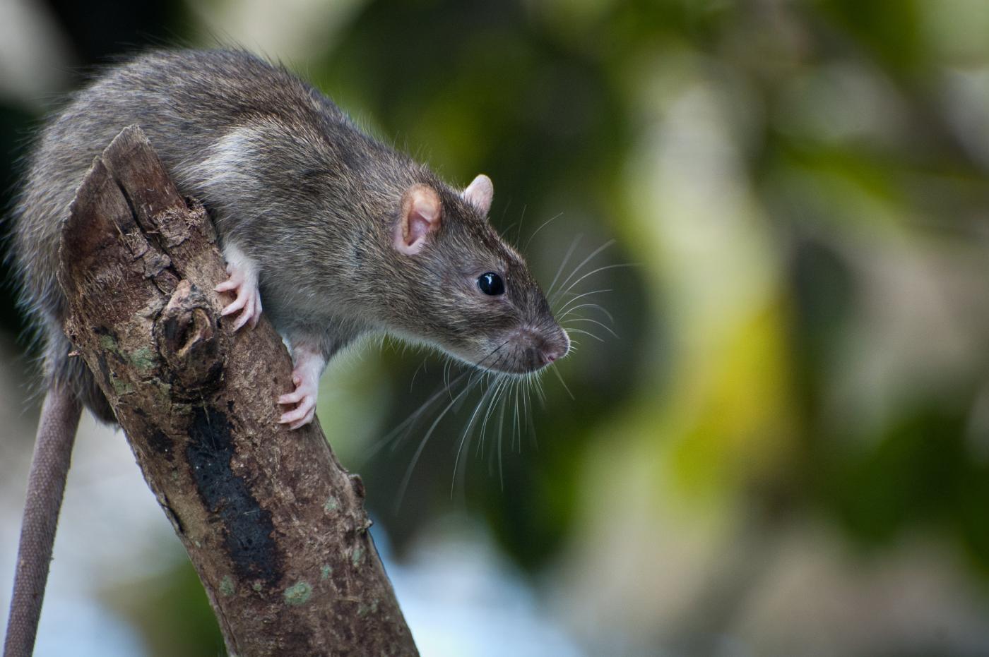 Image of a rat