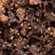 Termite