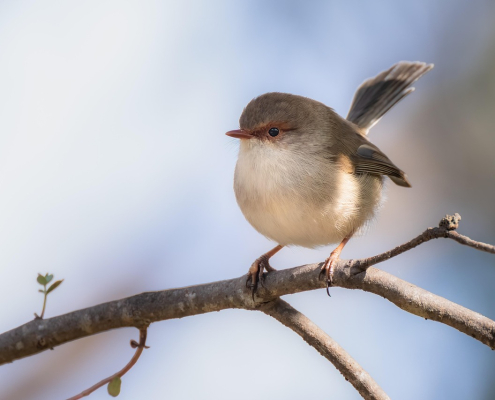 Bob Gunn Bird Proofing Services