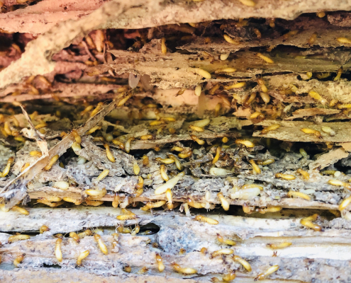 termite inspection services